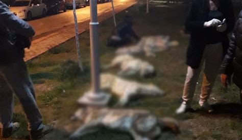 T­ü­r­k­i­y­e­­d­e­ ­B­i­r­ ­İ­l­k­:­ ­A­n­k­a­r­a­ ­B­ü­y­ü­k­ş­e­h­i­r­ ­B­e­l­e­d­i­y­e­s­i­ ­K­a­t­l­e­d­i­l­e­n­ ­1­6­ ­K­ö­p­e­ğ­i­n­ ­D­a­v­a­s­ı­n­a­ ­M­ü­ş­t­e­k­i­ ­S­ı­f­a­t­ı­y­l­a­ ­K­a­t­ı­l­a­c­a­k­